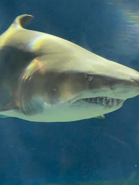 アクアワールド茨城県大洗水族館に投稿された画像（2021/7/4）