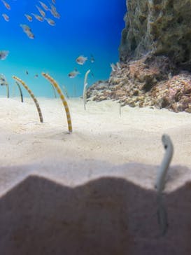 アクアワールド茨城県大洗水族館に投稿された画像（2021/7/4）