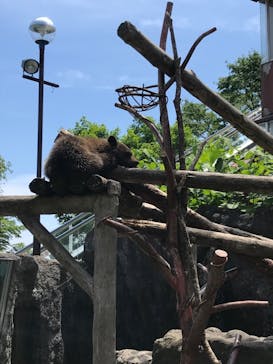 のぼりべつクマ牧場に投稿された画像（2021/7/4）