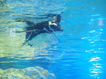 すみだ水族館に投稿された画像（2021/7/4）