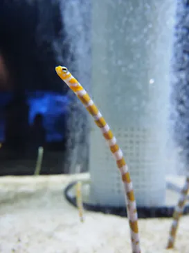 すみだ水族館に投稿された画像（2021/7/4）