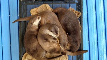 カワウソカフェHARRY原宿テラス店に投稿された画像（2021/7/4）