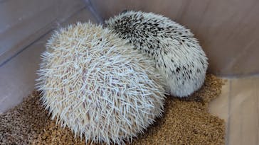 カワウソカフェHARRY原宿テラス店に投稿された画像（2021/7/4）