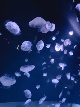 サンシャイン水族館に投稿された画像（2021/7/4）