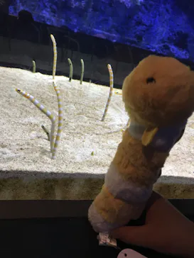 すみだ水族館に投稿された画像（2021/7/4）