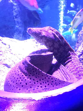 すみだ水族館に投稿された画像（2021/7/4）