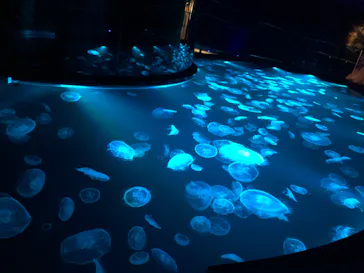 すみだ水族館に投稿された画像（2021/7/4）