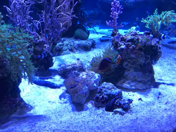 すみだ水族館に投稿された画像（2021/7/4）