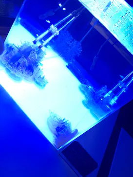 すみだ水族館に投稿された画像（2021/7/4）