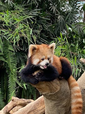 神戸どうぶつ王国に投稿された画像（2021/7/4）