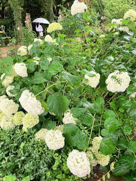 河口湖 音楽と森の美術館に投稿された画像（2021/7/4）