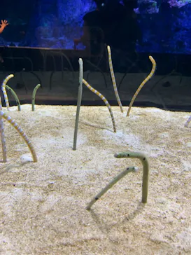 すみだ水族館に投稿された画像（2021/7/4）