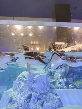 すみだ水族館に投稿された画像（2021/7/4）