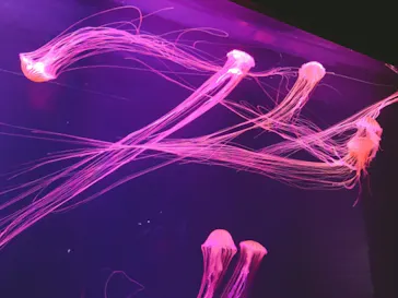 すみだ水族館に投稿された画像（2021/7/4）