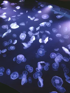 すみだ水族館に投稿された画像（2021/7/4）