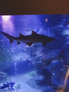 すみだ水族館に投稿された画像（2021/7/4）