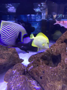 すみだ水族館に投稿された画像（2021/7/4）
