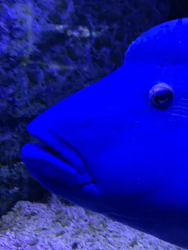 すみだ水族館に投稿された画像（2021/7/4）