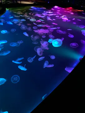 すみだ水族館に投稿された画像（2021/7/4）