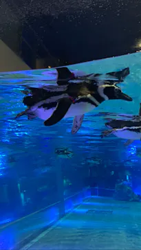 すみだ水族館に投稿された画像（2021/7/4）