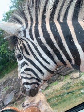 東北サファリパークに投稿された画像（2021/7/4）