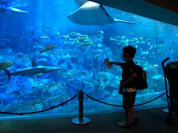 大分マリーンパレス水族館 「うみたまご」に投稿された画像（2021/7/4）