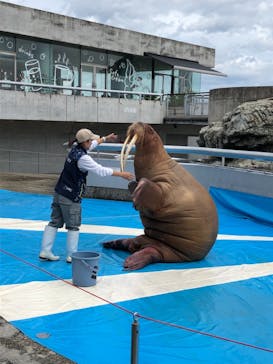 大分マリーンパレス水族館 「うみたまご」に投稿された画像（2021/7/4）