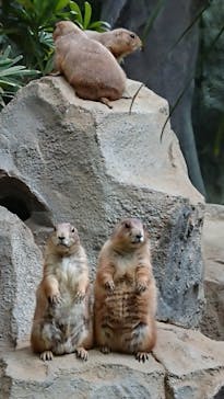 神戸どうぶつ王国に投稿された画像（2021/7/4）