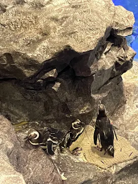 すみだ水族館に投稿された画像（2021/7/4）