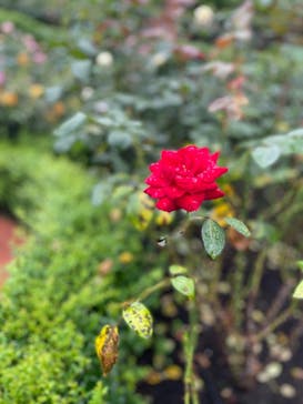 西武園ゆうえんちに投稿された画像（2021/7/4）