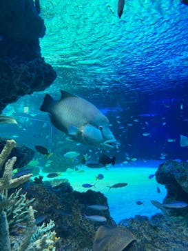 サンシャイン水族館に投稿された画像（2021/7/4）
