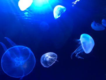 サンシャイン水族館に投稿された画像（2021/7/4）