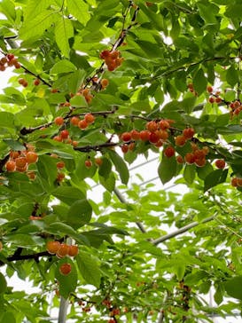 まるもと農園に投稿された画像（2021/7/4）