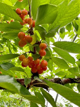 まるもと農園に投稿された画像（2021/7/4）