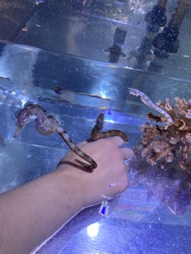 ゼロ距離水族館 伊勢シーパラダイスに投稿された画像（2021/7/4）