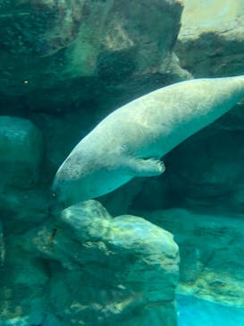 アクアワールド茨城県大洗水族館に投稿された画像（2021/7/4）