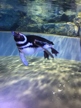 すみだ水族館に投稿された画像（2021/7/4）