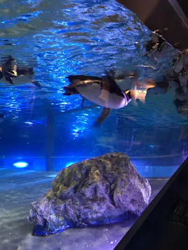すみだ水族館に投稿された画像（2021/7/4）