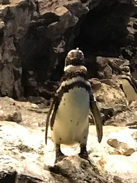 すみだ水族館に投稿された画像（2021/7/4）