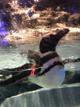 すみだ水族館に投稿された画像（2021/7/4）