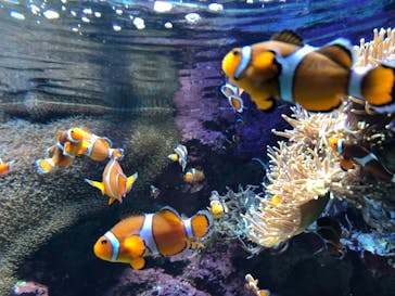 サンシャイン水族館に投稿された画像（2021/7/4）