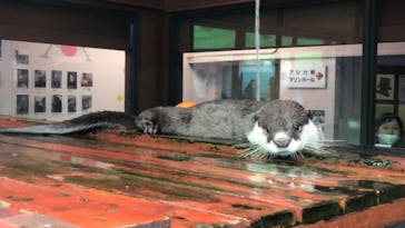 ゼロ距離水族館 伊勢シーパラダイスに投稿された画像（2021/7/4）