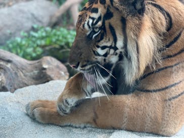 神戸どうぶつ王国に投稿された画像（2021/7/4）