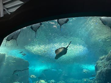 新江ノ島水族館に投稿された画像（2021/7/4）