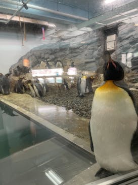 旭川市旭山動物園に投稿された画像（2021/7/4）