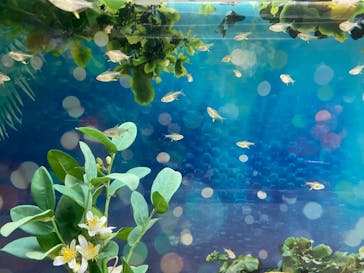 マクセル アクアパーク品川に投稿された画像（2021/7/5）