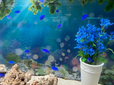 マクセル アクアパーク品川に投稿された画像（2021/7/5）