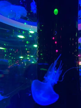 マクセル アクアパーク品川に投稿された画像（2021/7/5）