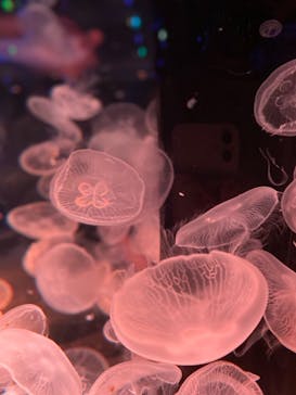 マクセル アクアパーク品川に投稿された画像（2021/7/5）