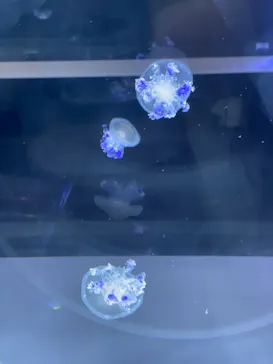 すみだ水族館に投稿された画像（2021/7/5）